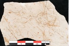 Foto (Detailansicht) von Hypnum sagorianum Ettingshausen (NHMW-GEO-2024-0188-6733)